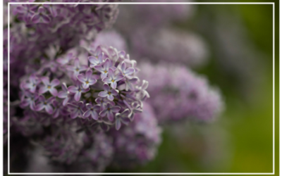 MAJ NAJPIĘKNIEJSZY MIESIĄC