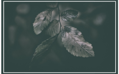 GDY ŚMIERĆ PUKA…