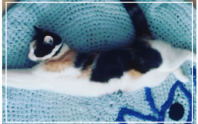 CZEGO MOŻESZ NAUCZYĆ SIĘ OD KOTA?